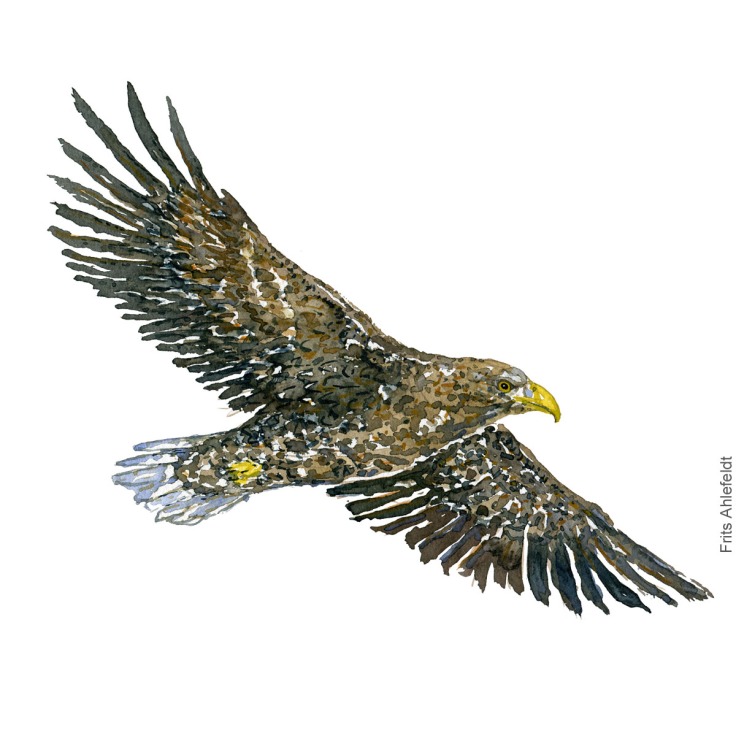 havoern - White tailed eagle bird watercolor illustration. Painting by Frits Ahlefeldt. Fugle akvarel