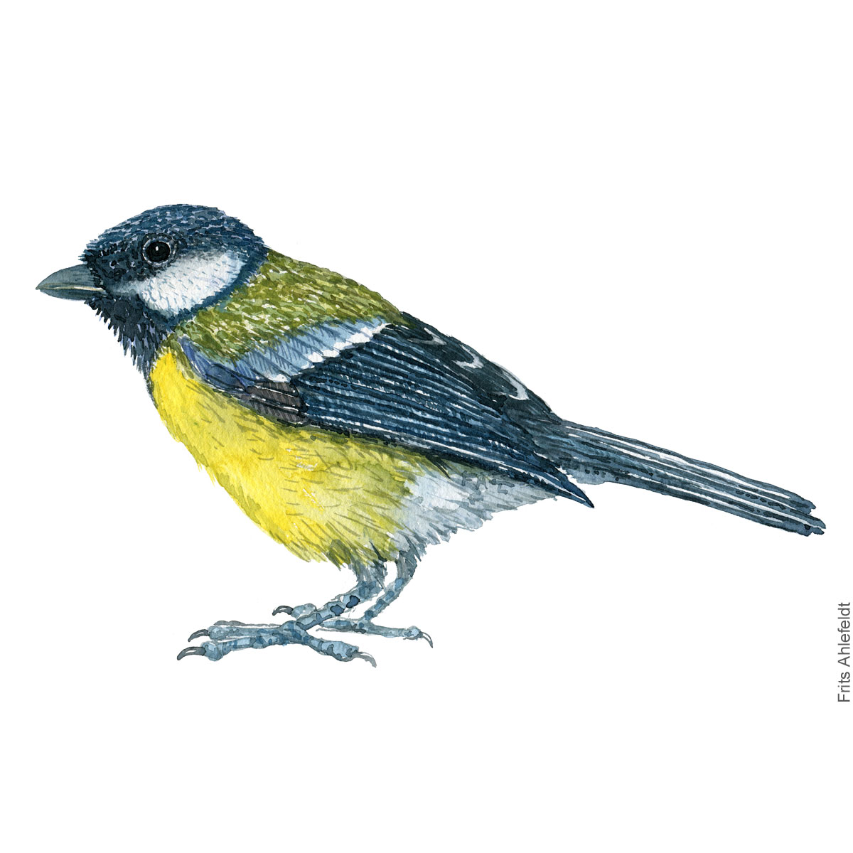 Musvit - Great tit bird watercolor illustration. Painting by Frits Ahlefeldt. Fugle akvarel