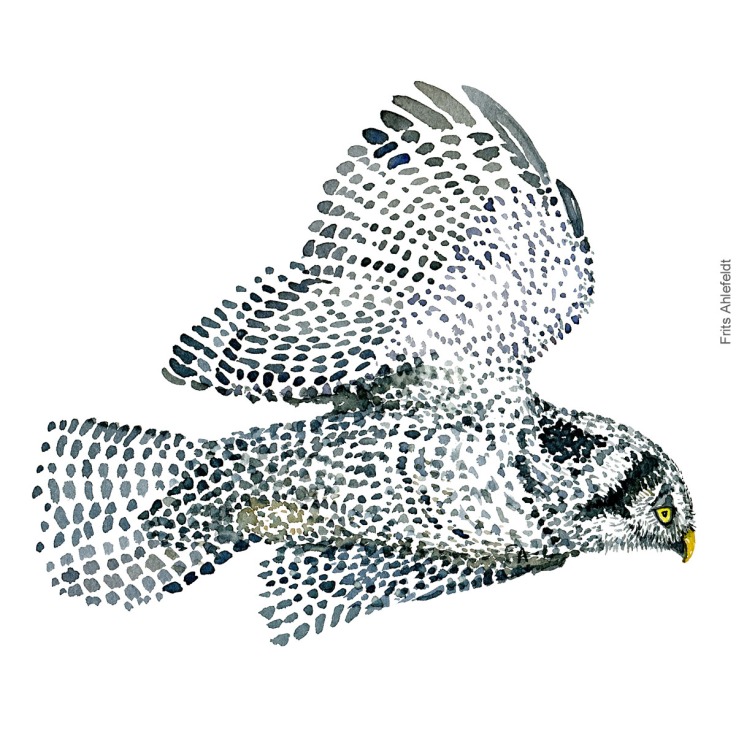 Northern hawk owl - Høgeugle Akvarel. Watercolor bird illustration by Frits Ahlefeldt
