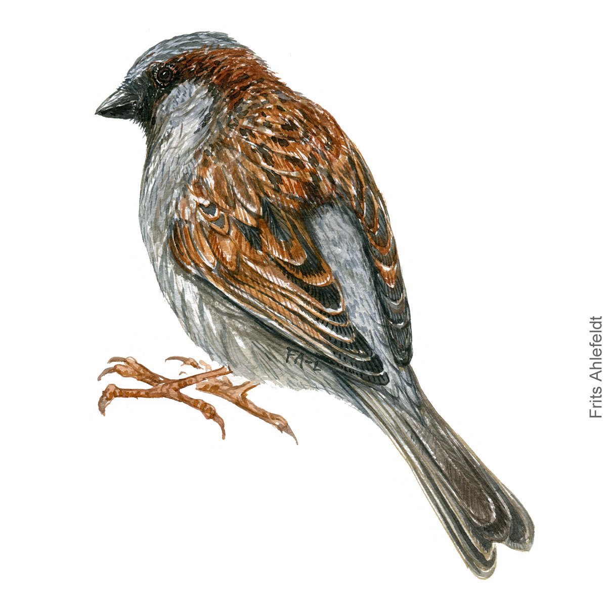 graaspurv - House sparrow bird watercolor illustration. Artwork by Frits Ahlefeldt. Fugle akvarel