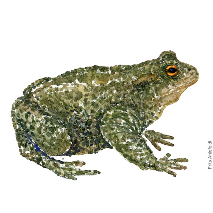 Common-toad-bufo-bufo-skrubtudse-frits-ahlefeldt watercolor - akvarel