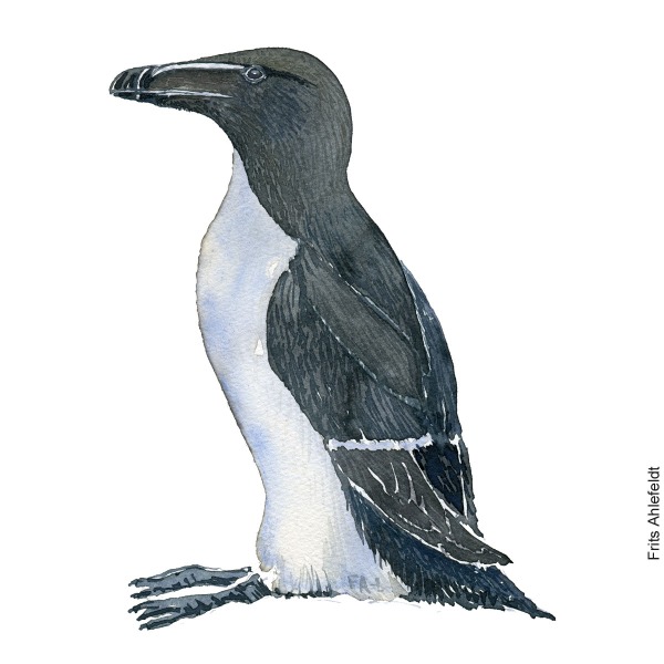 Alk - Razorbill bird watercolor. Akvarel by Frits Ahlefeldt