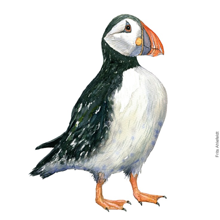 Atlantic puffin - Lunde Akvarel. Watercolor bird illustration by Frits Ahlefeldt