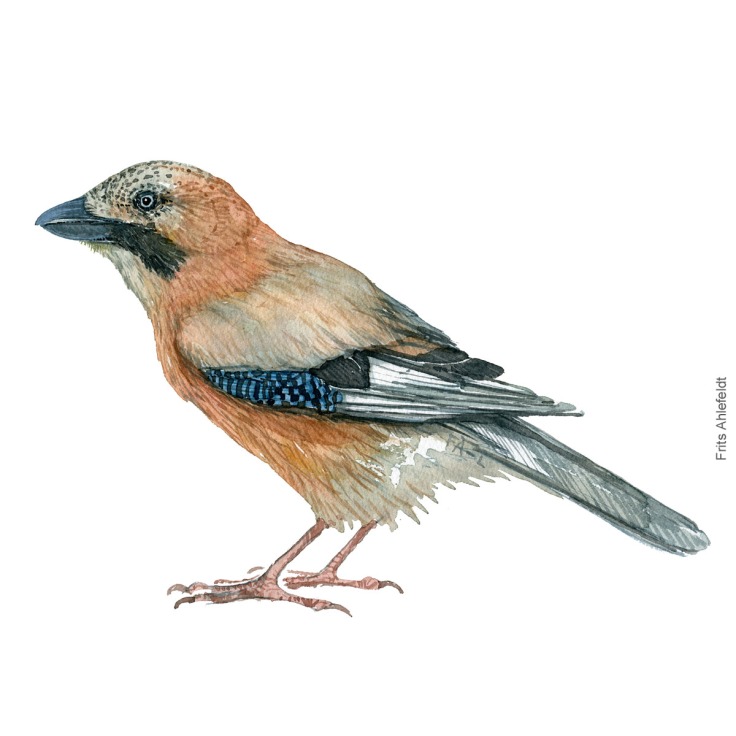 Eurasian jay - Skovskade Akvarel. Watercolor bird illustration by Frits Ahlefeldt