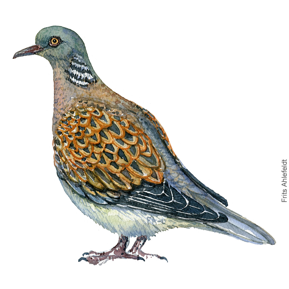 European turtledove, Turteldue akvarel. Watercolor painting by Frits Ahlefeldt