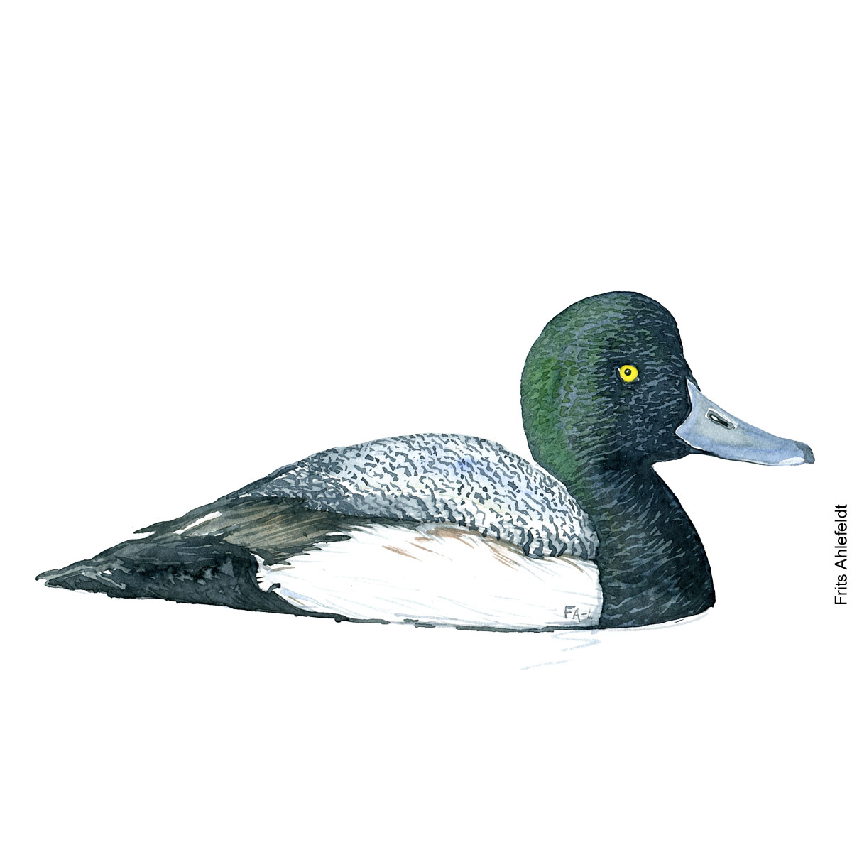 Greater scaup - Bjergand Bird watercolor. Fugle akvarel af Frits Ahlefeldt