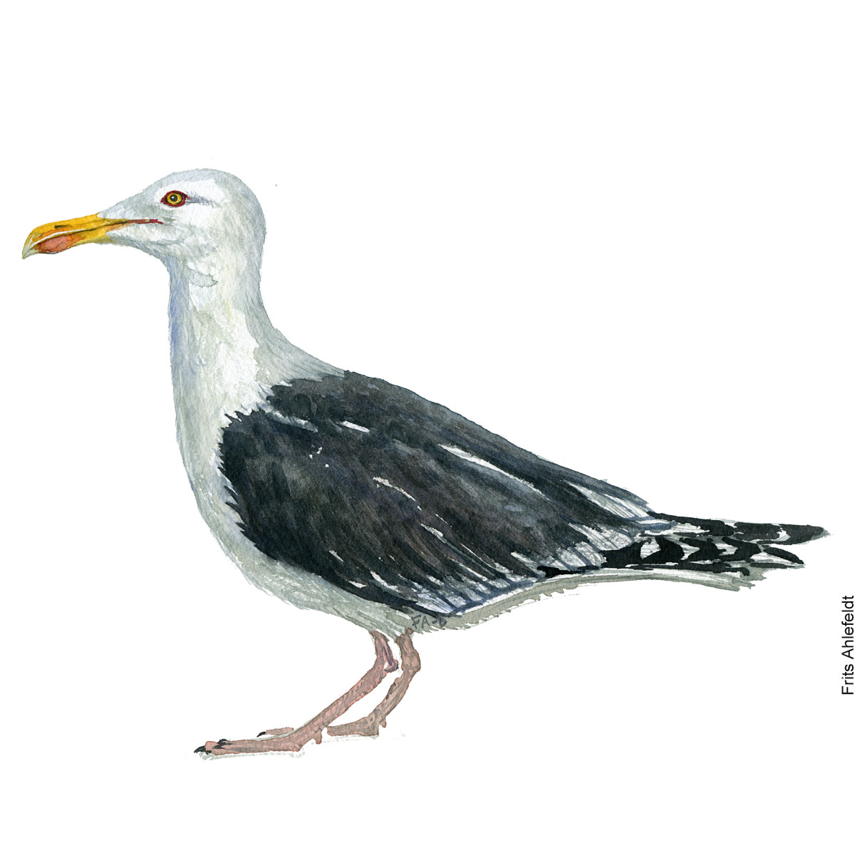 Svartbag - Great black-backed gull. Bird watercolor. Fugle akvarel af Frits Ahlefeldt