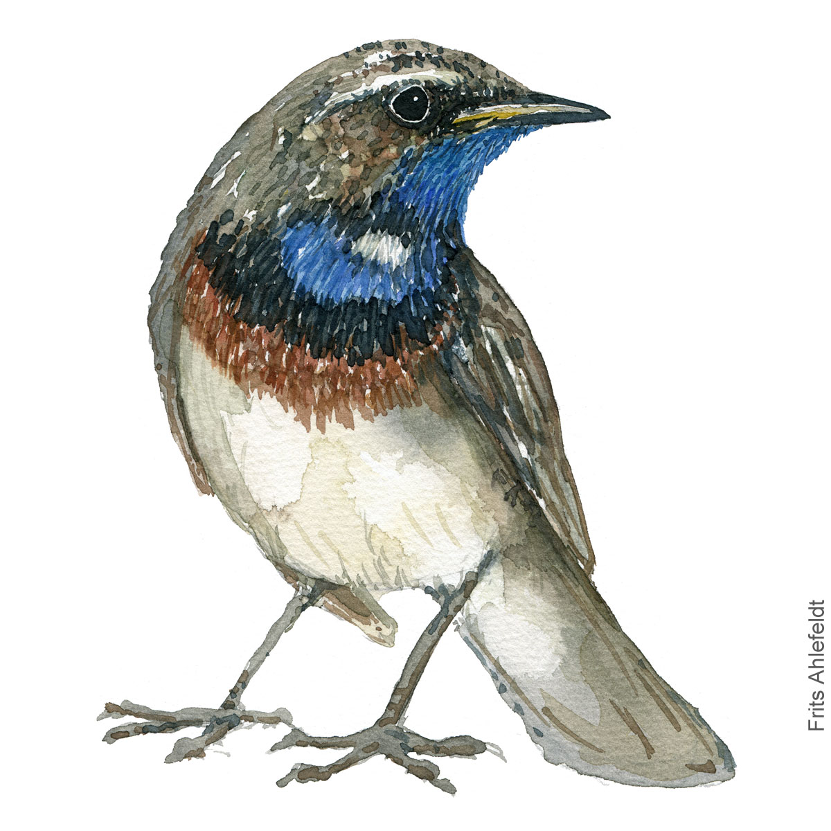 Blåhals - Bluethroat bird watercolor. Akvarel by Frits Ahlefeldt