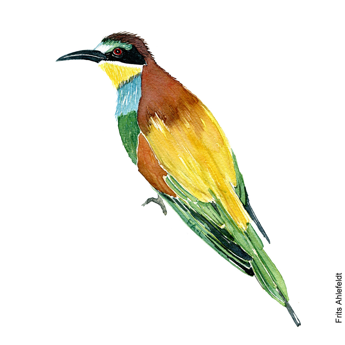 Biaeder - Beeeater bird watercolor. Akvarel af Frits Ahlefeldt