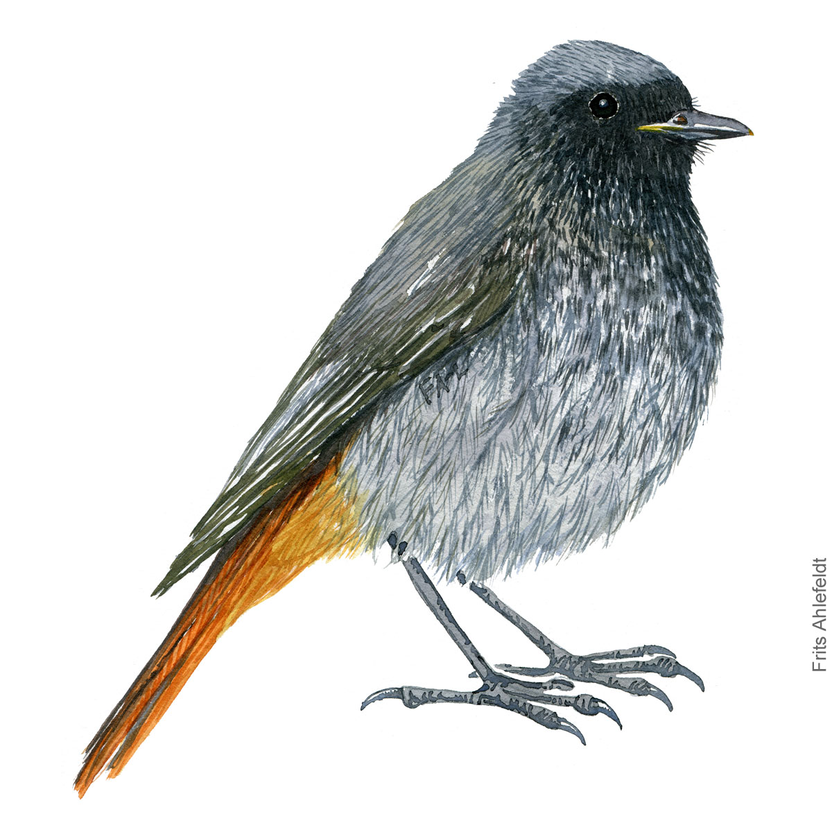 Husroedstjert - Black redstart bird watercolor illustration. Artwork by Frits Ahlefeldt. Fugle akvarel