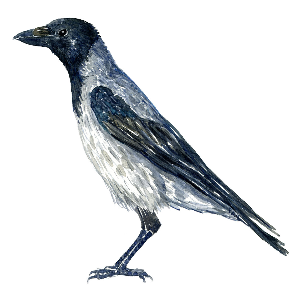 Krage - Crow watercolor. Akvarel af Frits Ahlefeldt
