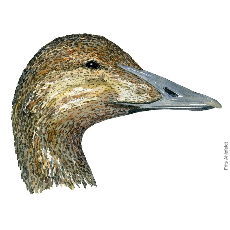 Edderfugl hun - Female Eider duck bird watercolor illustration. Artwork by Frits Ahlefeldt. Fugle akvarel