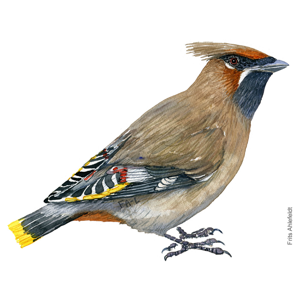 Silkehale - Bohemian waxwing bird watercolor illustration. Painting by Frits Ahlefeldt. Fugle akvarel