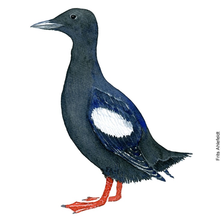Black guillemot - tejst. bird watercolor. Akvarel by Frits Ahlefeldt