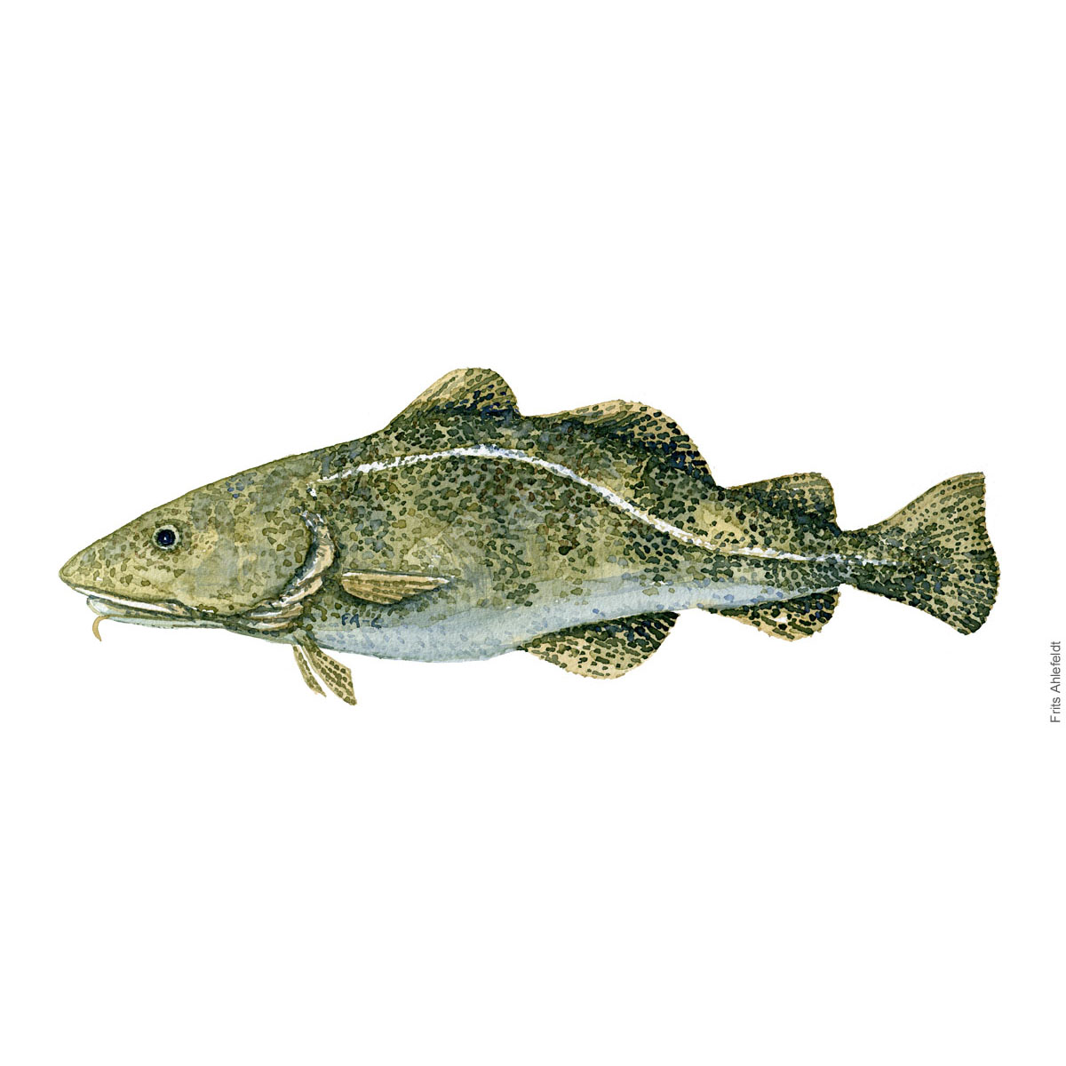 Torsk - Cod fish watercolor illustration. Painting by Frits Ahlefeldt. Fiske akvarel