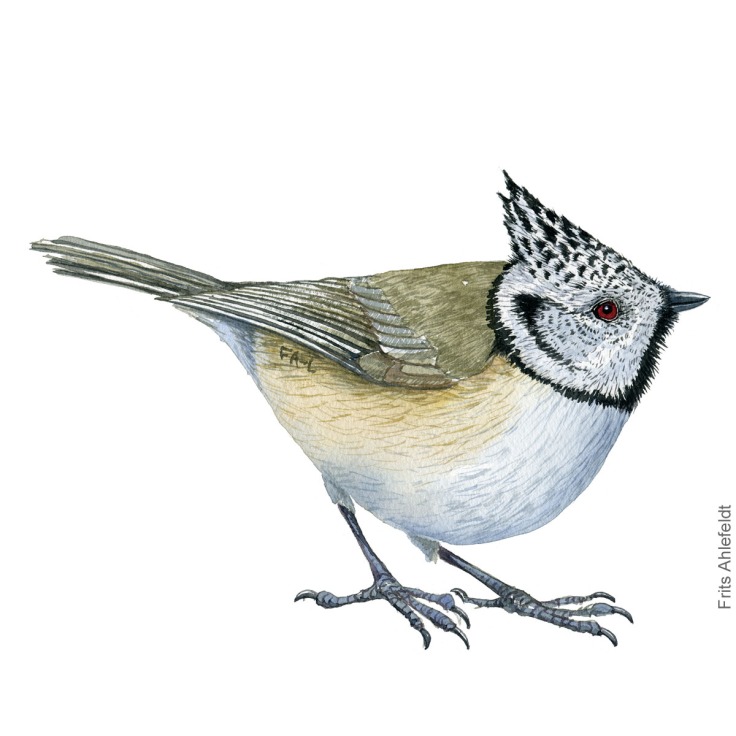Topmejse - European crested tit bird watercolor illustration. Artwork by Frits Ahlefeldt. Fugle akvarel