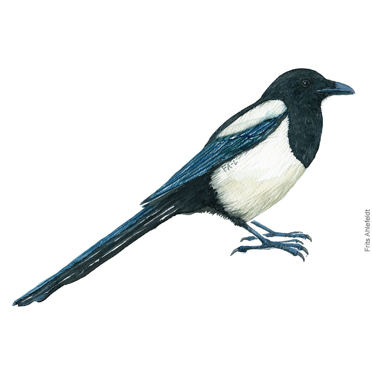 Skade - Eurasian magpie bird watercolor illustration. Artwork by Frits Ahlefeldt. Fugle akvarel