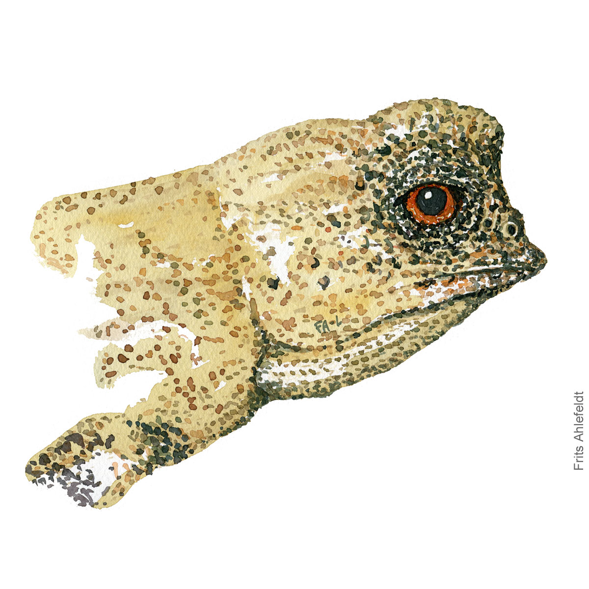 Dvaerg kamaeleon - Dwarf chameleon head. watercolor illustration. Painting by Frits Ahlefeldt - Fugle akvarel tegning