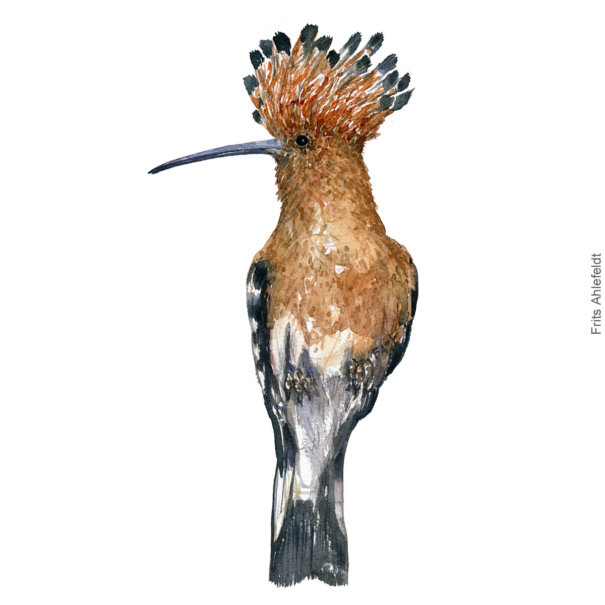 Haerfugl - Eurasian Hoopoe bird watercolor illustration. Painting by Frits Ahlefeldt. Fugle akvarel