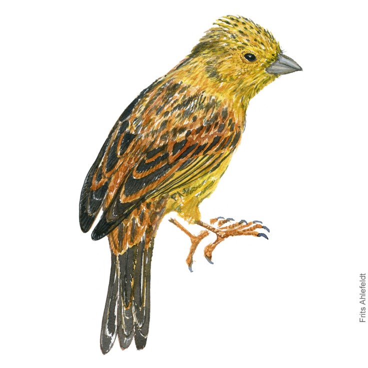 Guldspurv - Yellow hammer watercolor illustration. Painting by Frits Ahlefeldt - Fugle akvarel tegning