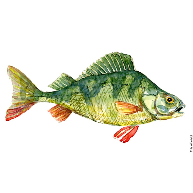 - Dansk Ferskvandsfisk Akvarel af Frits Ahlefeldt - freshwater fish Watercolor