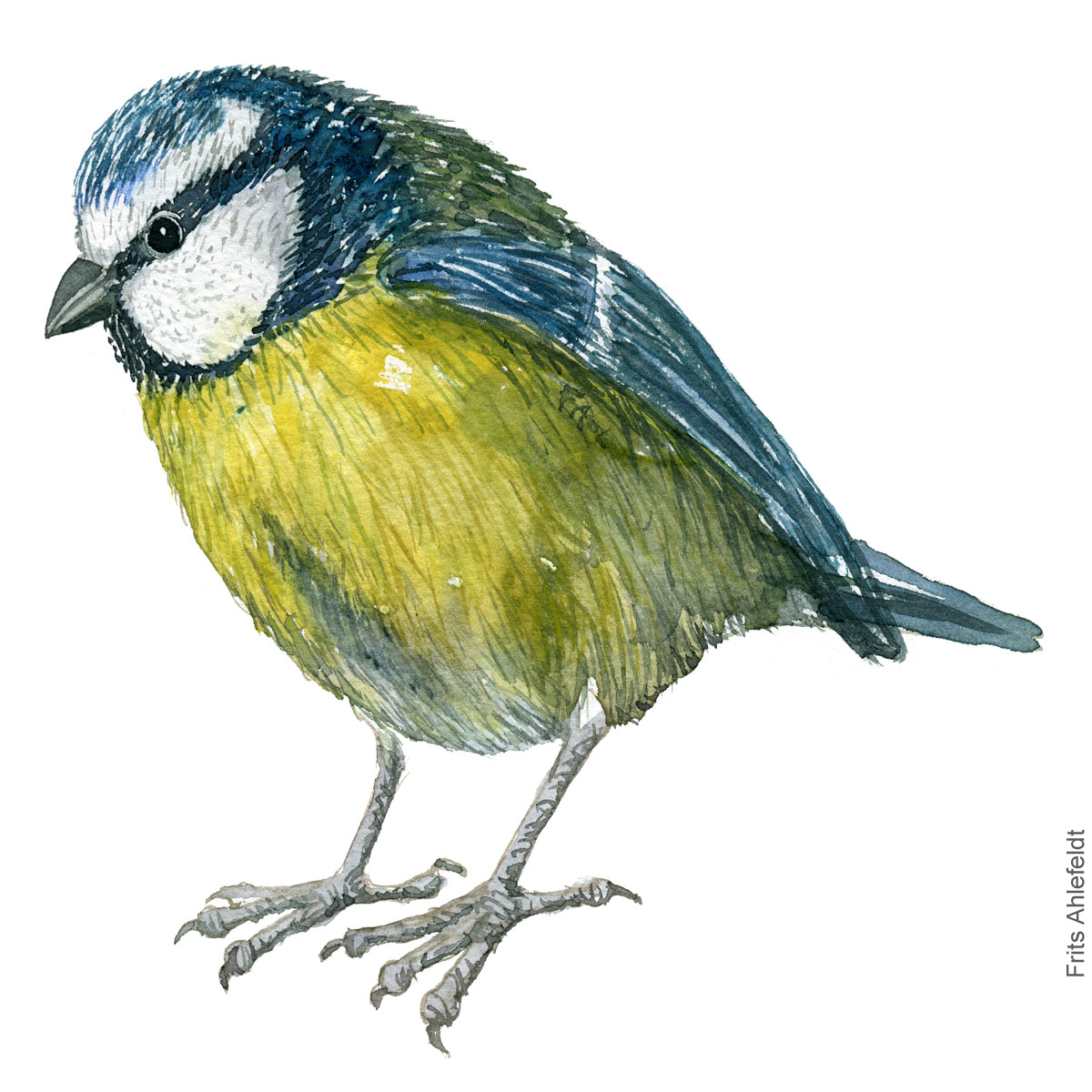 Blåmejse - Eurasian Blue tit bird watercolor. Akvarel by Frits Ahlefeldt