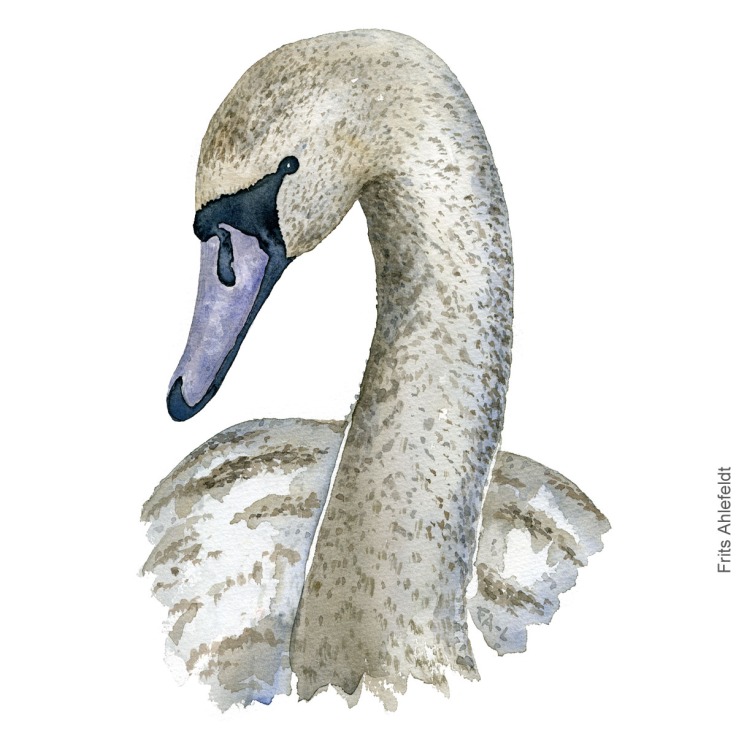 Mute swan young. ung knopsvane akvarel. Watercolor painting by Frits Ahlefeldt