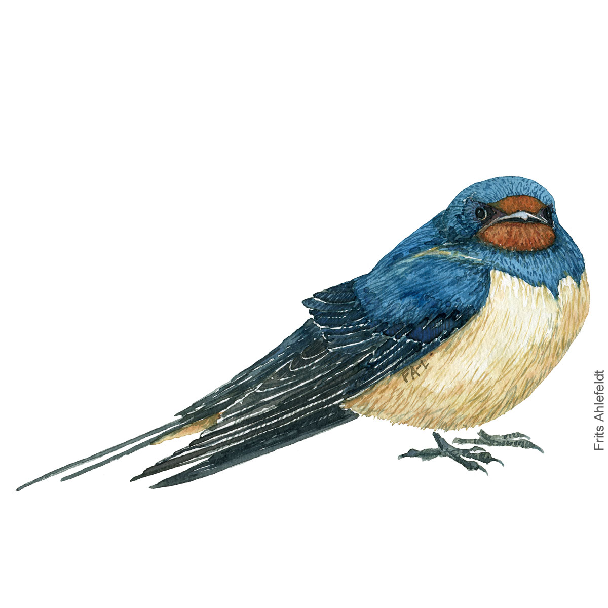 Barn Swallow - Landsvale Akvarel. Watercolor bird illustration by Frits Ahlefeldt
