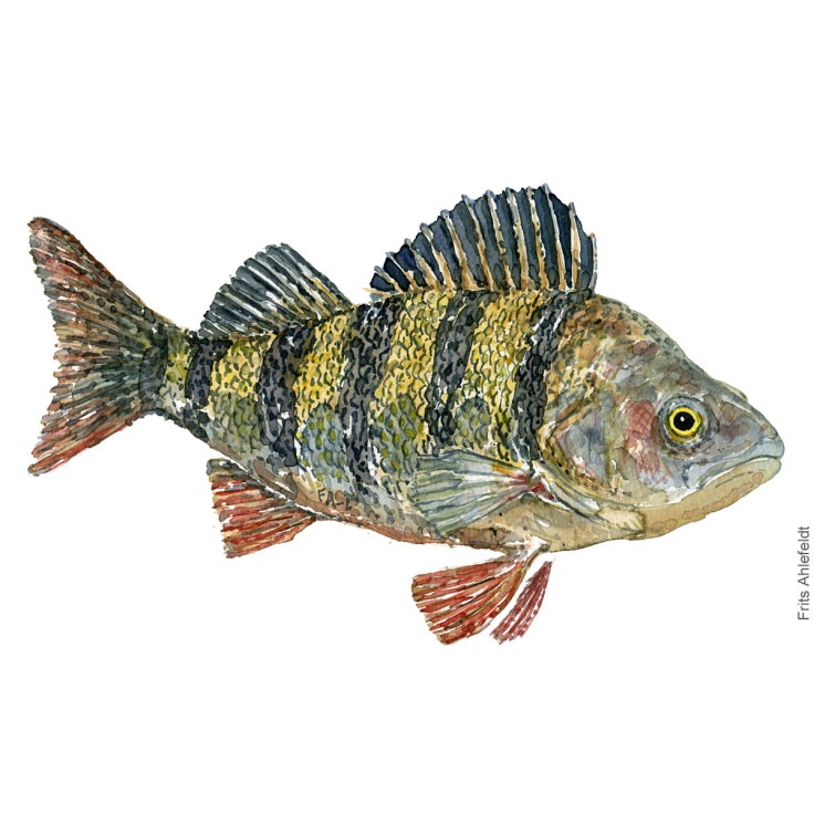 Aborre - Perch fish watercolor illustration. Painting by Frits Ahlefeldt. Fiske akvarel