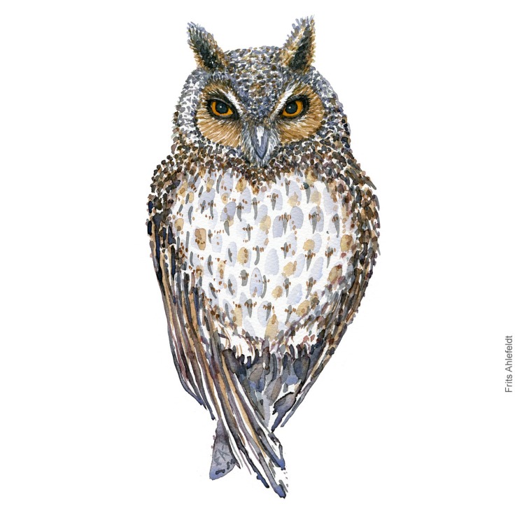 Long Eared Owl - Skovhornsugle Akvarel. Watercolor bird illustration by Frits Ahlefeldt