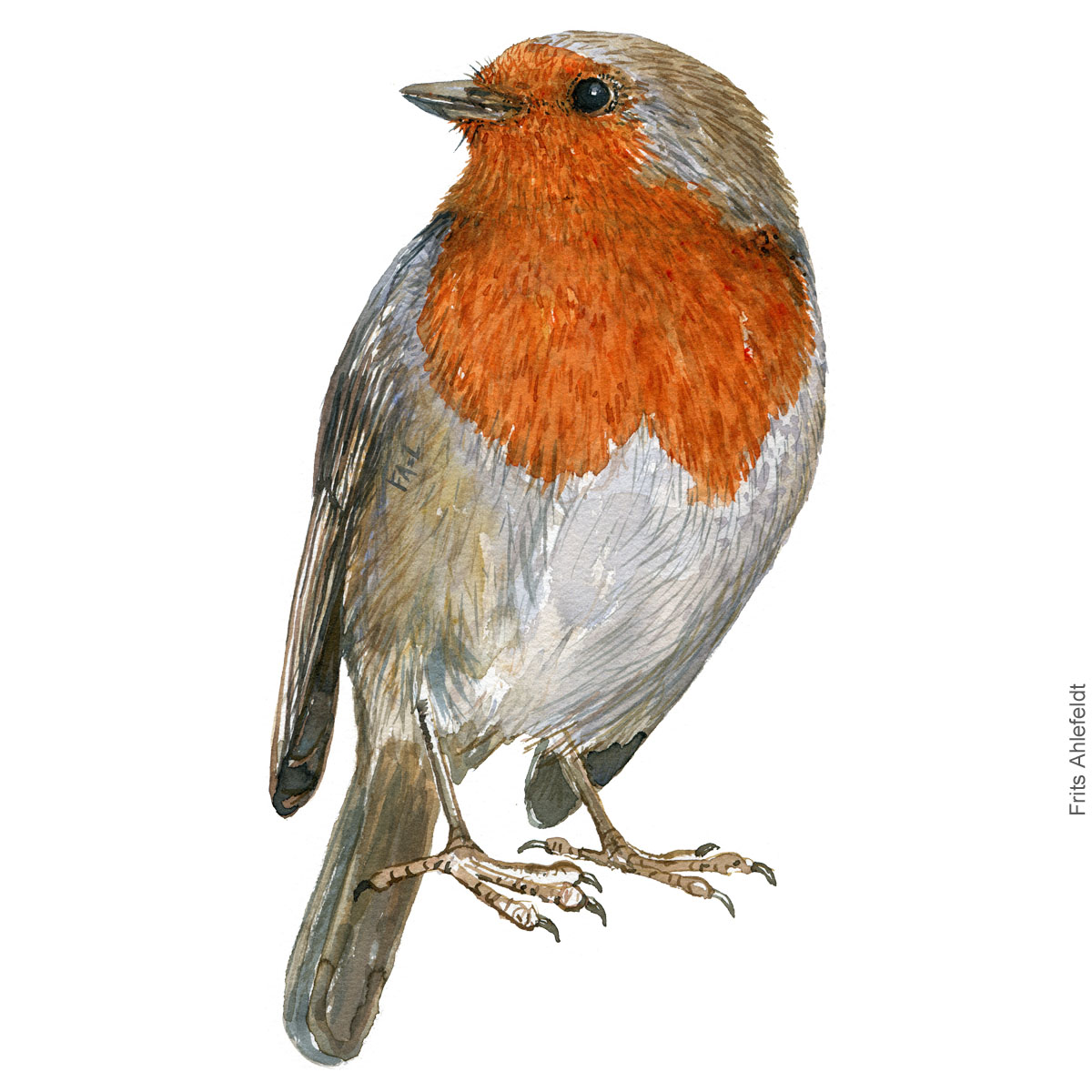 Rødhals - Robin bird watercolor illustration. Painting by Frits Ahlefeldt. Fugle akvarel