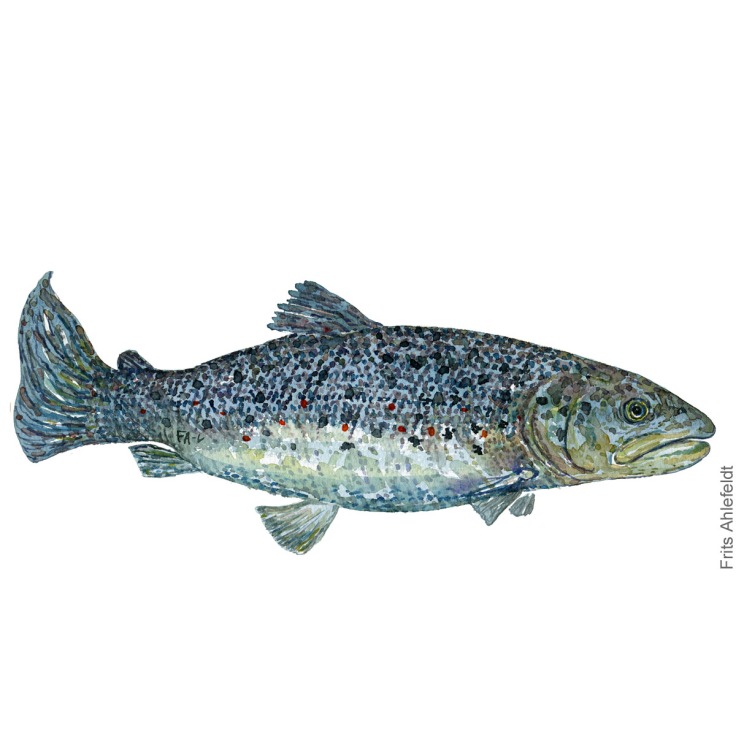 oerred - trout fish watercolor illustration. Artwork by Frits Ahlefeldt. Fisk akvarel