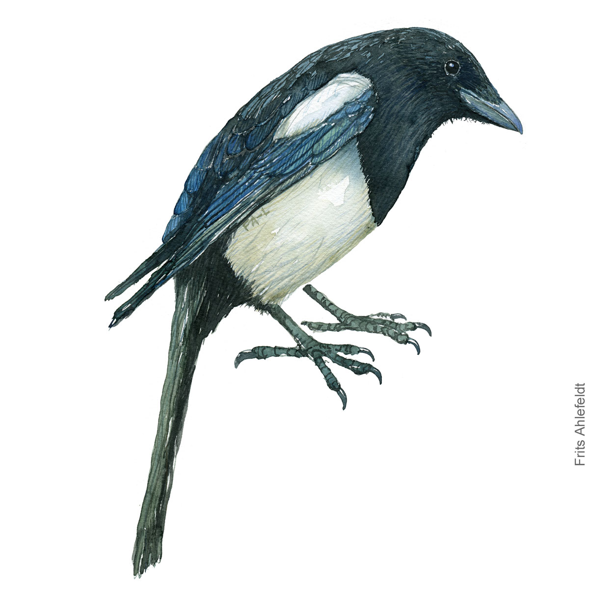 Skade - Eurasian magpie bird watercolor illustration. Artwork by Frits Ahlefeldt. Fugle akvarel