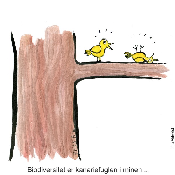 Tegning af en levende og en død kanariefugl. Biodiversitet illustration af Frits Ahlefeldt